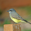 Cassin's Kingbird