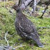 Spruce Grouse