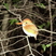 Madagascar Pygmy-Kingfisher