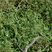 Madagascar Bee-eater
