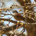 Cape Bunting