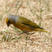 Cape Canary