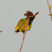 Black-faced Canary