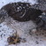 The poor tiny Junco had no chance to escape the talons of this young Sharp-shinned Hawk.
Photo 011609.