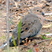 Common Ground-Dove