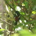 Black-and-red Broadbill