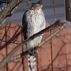 Sharp-shinned Hawk