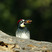 Acorn Woodpecker