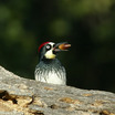 Acorn Woodpecker