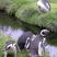 Jackass Penguin