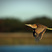American Bittern