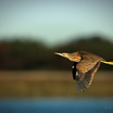 American Bittern
