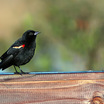 Red-winged Blackbird