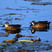 Blue-winged Teal