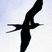 Lesser Frigatebird