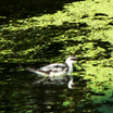 Red-necked Phalarope