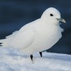 Ivory Gull