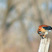 American Kestrel