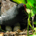 Common Moorhen