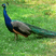 Indian Peafowl