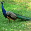 Indian Peafowl