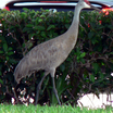 Sandhill Crane