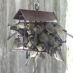 Bushtit