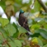 Antillean Crested Hummingbird
