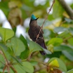 Antillean Crested Hummingbird