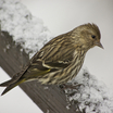 Pine Siskin