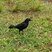 Carib Grackle