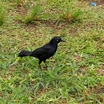 Carib Grackle
