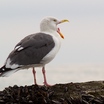 Western Gull