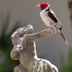 Yellow-billed Cardinal