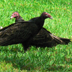 Turkey Vulture