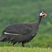 Helmeted Guineafowl