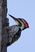 Black-rumped Flameback