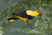 Eurasian Golden Oriole