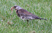 Fieldfare