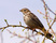 Corn Bunting
