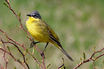 Yellow Wagtail