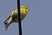 European Serin
