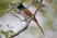 Asian Paradise-Flycatcher