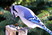 Blue Jays love peanuts.  This one ate two at once. Photo on 020409 in Detroit.