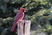 He looks frosty but it's his feathers a bit worn around the edges. He began singing this morning. 20409