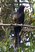 Asian Koel