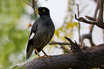 Jungle Myna