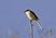 Long-tailed Shrike