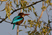 White-throated Kingfisher