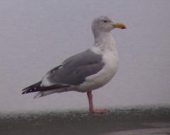 Thayer's Gull - 1/27/09 - Mayer State Park, OR